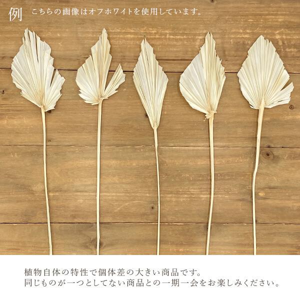 ドライフラワー 花材 即日出荷 【55%OFF】特価 パームスペード 
