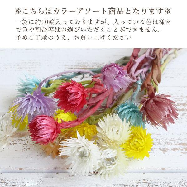 ドライフラワー 花材 即日出荷 シルバーデイジー ライトカラーアソート 