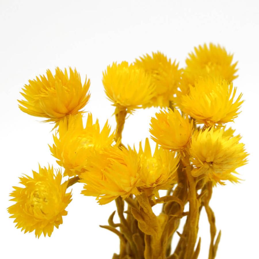 ドライフラワー 花材 即日出荷 東方貿易 シルバーデイジー シルバーデージー 花材 材料 アレンジ ブーケ サマーイエロー ドライフラワー 花束 Tbo 001 18 造花ドライフラワー専門問屋花びし 通販 Yahoo ショッピング