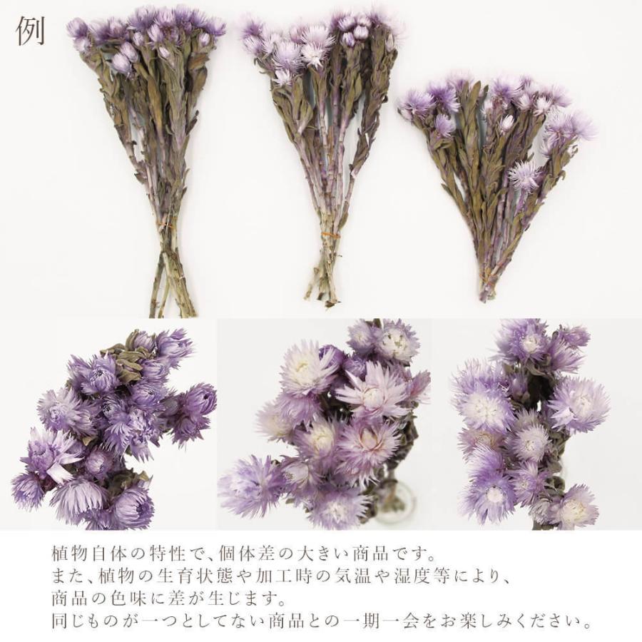 《ドライフラワー 花材》★即日出荷★東方貿易 シルバーデイジー シルバーデージー 花材 材料 アレンジ ブーケ スプリングパープル ドライフラワー|y-hanabishi|04