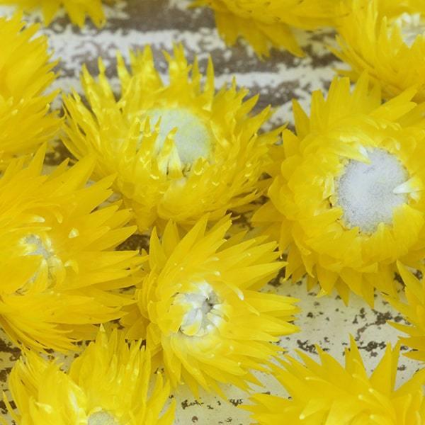 ドライフラワー 販売 即日出荷 サマーイエロー 東方貿易 シルバーデイジーヘッド