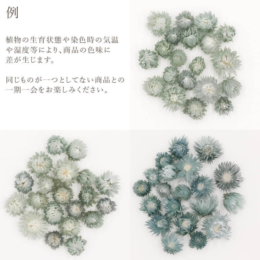 ドライフラワー 花材 即日出荷 シルバーデイジーヘッド グレイブルー