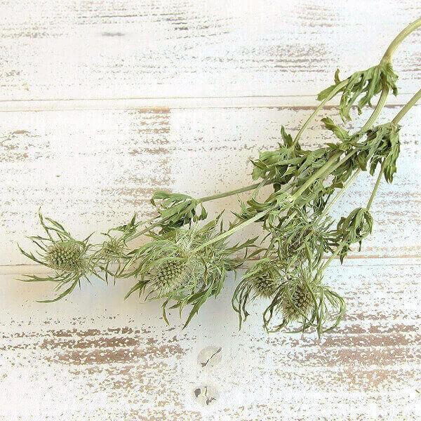 ドライフラワー 花材 即日出荷 特価 エリンジウム エリンジューム