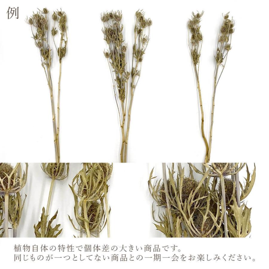 ドライフラワー 花材 即日出荷 特価 エリンジウム エリンジューム