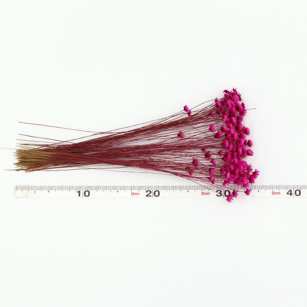 ドライフラワー 花材 即日出荷 スターフラワー ビビッドピンク ※画像