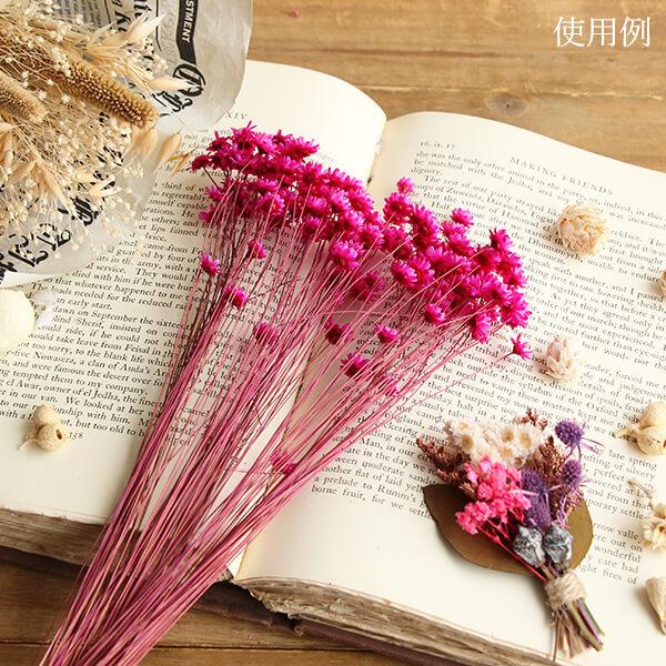ドライフラワー 花材 即日出荷 スターフラワー ビビッドピンク ドライフラワー 花材 即日出荷 スターフラワー ビビッドピンク