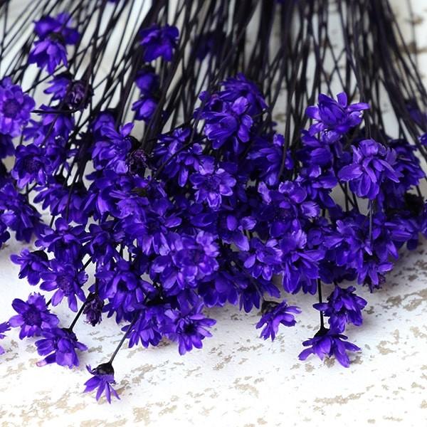 ドライフラワー 花材 即日出荷 スターフラワー ダークパープル