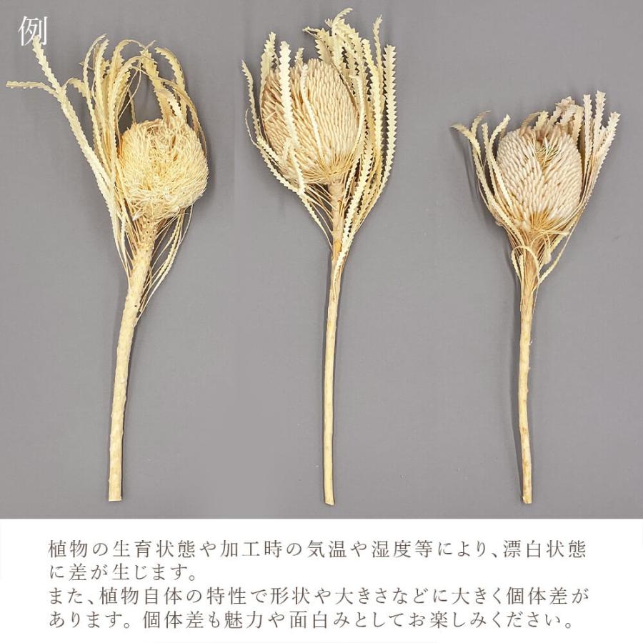 ドライフラワー 花材 即日出荷 バンクシア オフホワイト バンクシャ 白