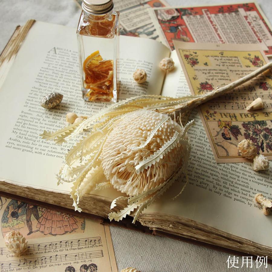 ドライフラワー 花材 即日出荷 バンクシア オフホワイト バンクシャ 白