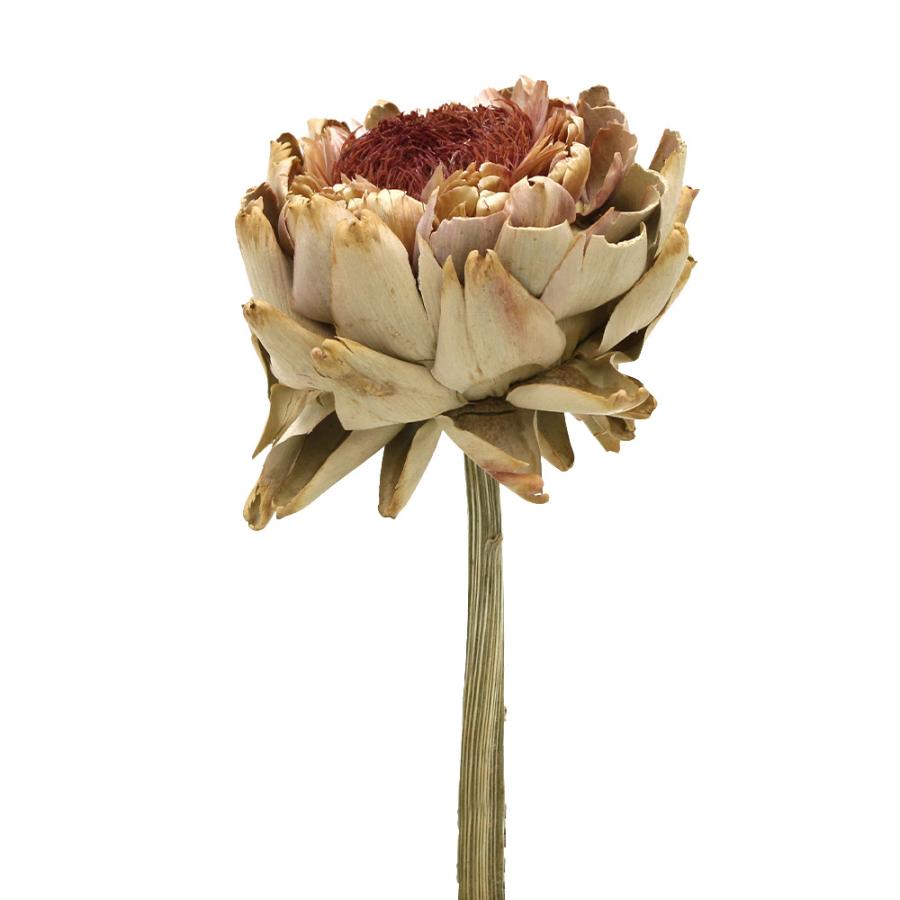 ドライフラワー 花材 即日出荷 アーティチョークL ナチュラル ワイルド