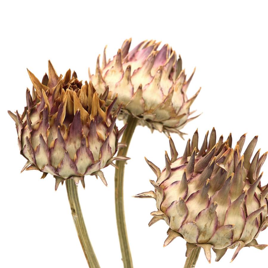 【販売済み】超巨大/11/11発見【山芋の花殻】スワッグ/ドライフラワー/花材 販売済み】超巨大/11/11発見【山芋の花殻】スワッグ/ドライ