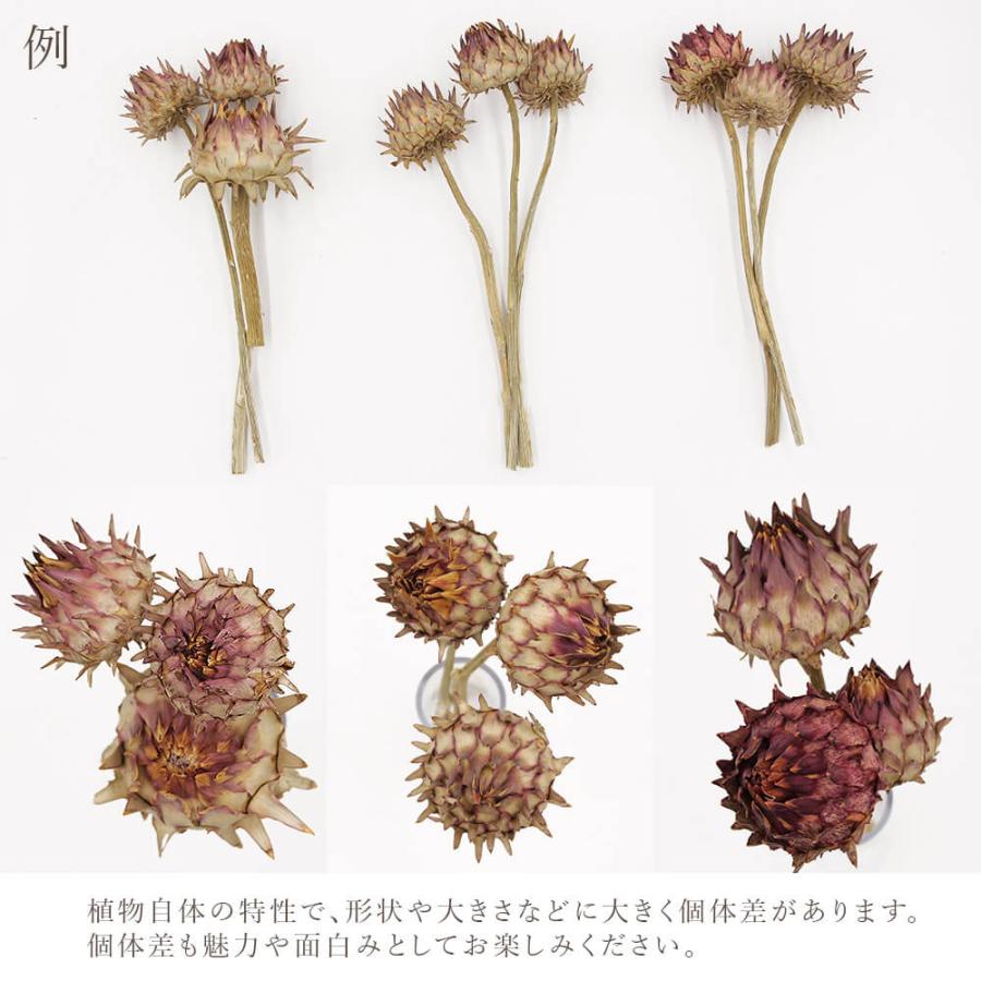 ❇️ドライフラワー 花材❣️5種類 MY mama ドライフラワー 大地農園 アソート セット 全5種類