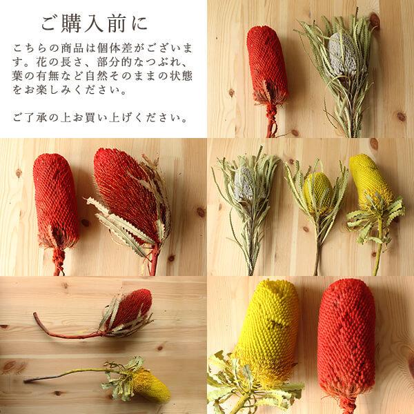 《ドライフラワー 花材》★即日出荷★東方貿易 バンクシア ナチュラル ドライフラワー スワッグ ブーケ ドライフラワー花束 花束 リース アレンジ|y-hanabishi|04
