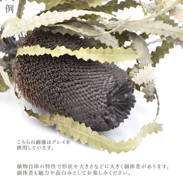 《ドライフラワー 花材》★即日出荷★東方貿易 バンクシア ナチュラル ドライフラワー スワッグ ブーケ ドライフラワー花束 花束 リース アレンジ|y-hanabishi|05