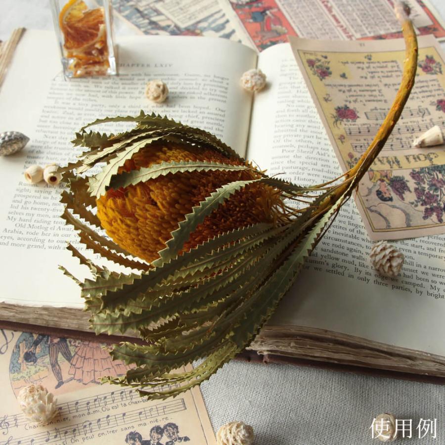 ドライフラワー 花材 即日出荷 バンクシア . イエロー ワイルド