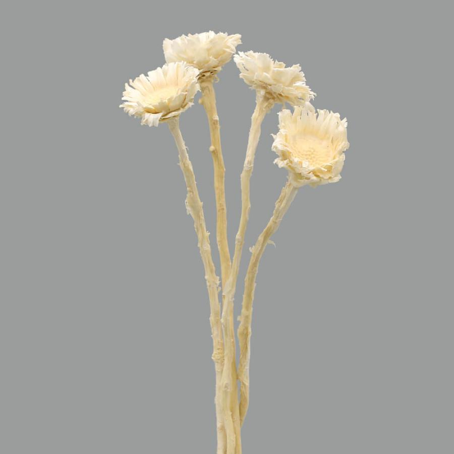 ドライフラワー 花材 即日出荷 プロテアコンパクタ ホワイト 素材 材料