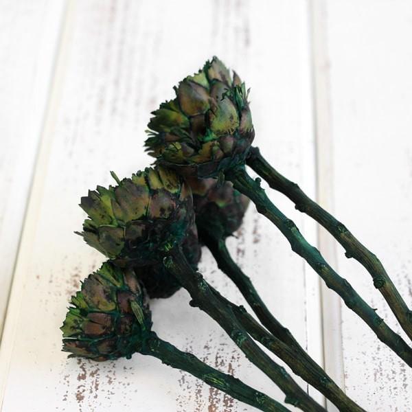 P5倍中 爆買】 ドライフラワー 花材 即日出荷 プロテアコンパクタ