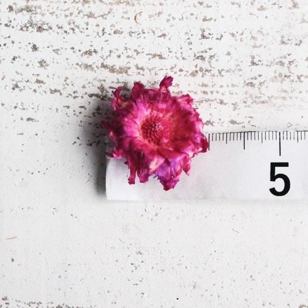 ドライフラワー 花材 即日出荷 ミニコンパクタ ヘッド ダークピンク