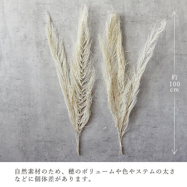 ドライフラワー 花材 即日出荷 特価 フェニックス ホワイト(在庫限り