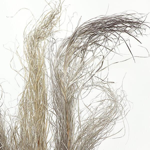 ドライフラワー 花材 即日出荷 特価 フェニックス グレイ(在庫限り