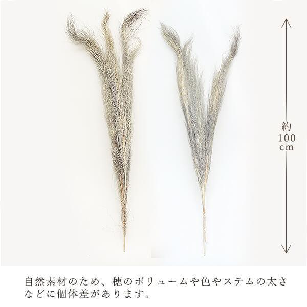 ドライフラワー 花材 即日出荷 特価 フェニックス グレイ(在庫限り