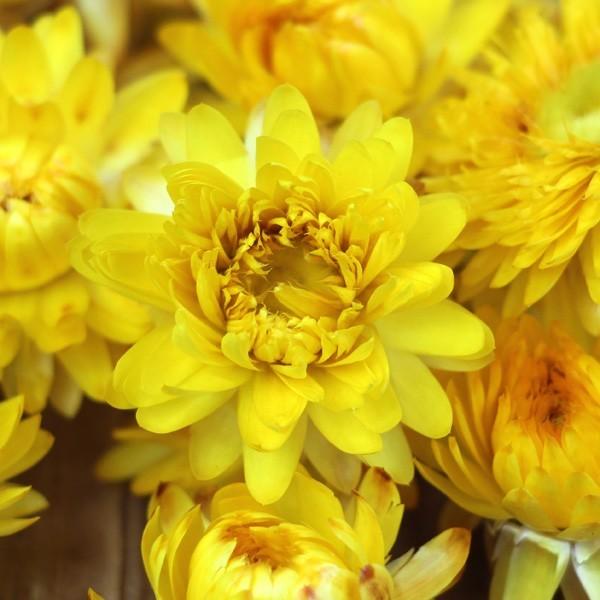 ドライフラワー スワッグ ガーランド❁757黄色 ホワイト白 ヘリクリサム 花束 ドライフラワー 花材 即日出荷 ヘリクリサムヘッド ナチュラルイエロー