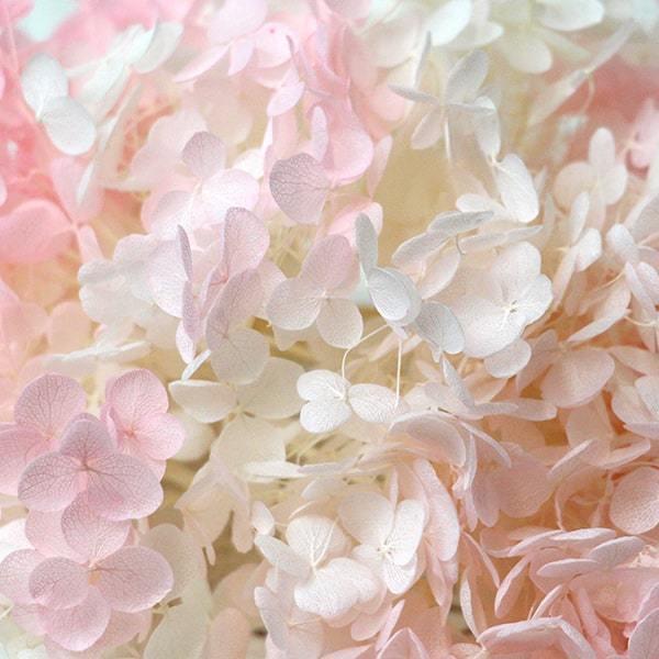 《プリザーブドフラワー 花材》★即日出荷★東花 ソフトあじさいアナベル パルフェ ピンクフロート アジサイ あじさい 紫陽花 花びら スワッグ 花|y-hanabishi|02