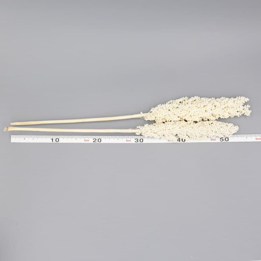 ドライフラワー 花材 即日出荷 インディアンコーン(65098) ※ボリューム 