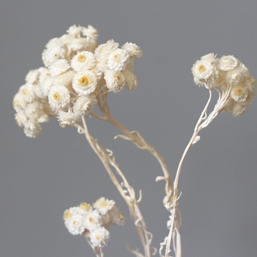 プリザーブドフラワー 即日出荷 東北花材 ソフトイモーテル ホワイト Tka 造花ドライフラワー専門問屋花びし 通販 Yahoo ショッピング