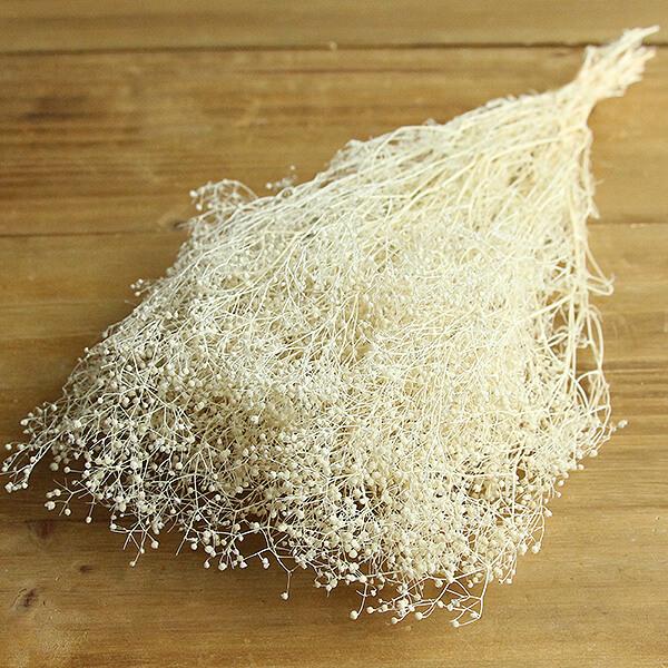 プリザーブドフラワー 花材 即日出荷 ソフトミニカスミ ホワイト かすみ カスミ カスミ草 かすみ草 プリザーブドフラワー スワッグ ブーケ 花束 花材 東花（Yahoo!・造花ドライフラワー専門問屋花びし）