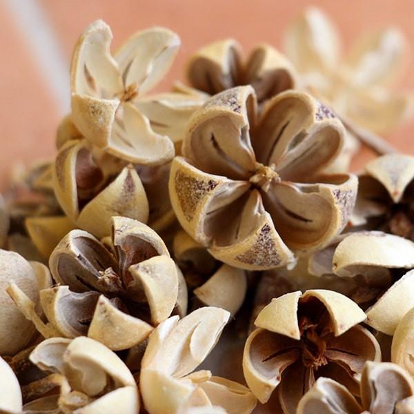 Branche様　確認用　ギンネム・ドライフラワーカット Branche様 確認用 ギンネム・ドライフラワーカット 沖縄県 ギンネム