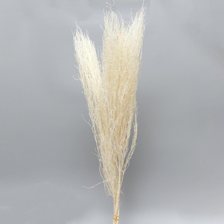 ドライフラワー 花材 即日出荷 コキア束ロング サラシ 枝 白 ほうき草