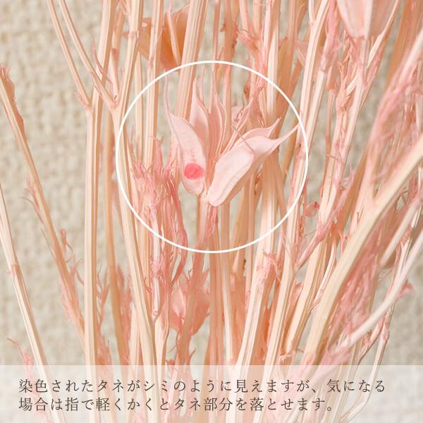 ドライフラワー 花材 即日出荷 ニゲラオリエンタリス・ミディ ピンク