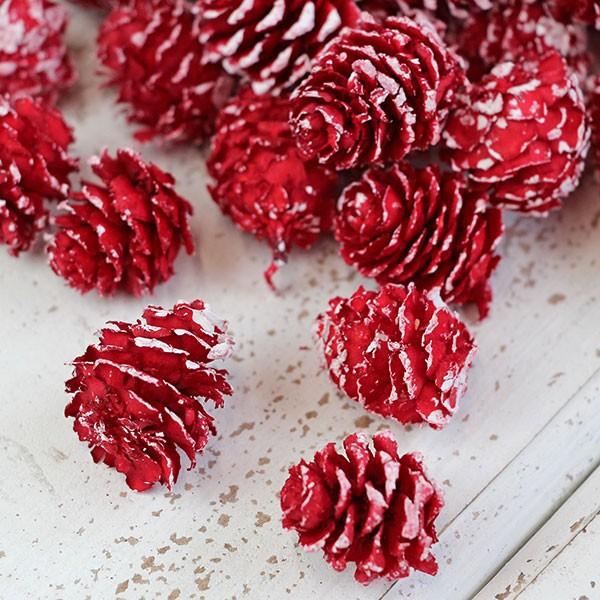 ドライフラワー 花材 即日出荷 カラマツ レッドエッジホワイト カラ松