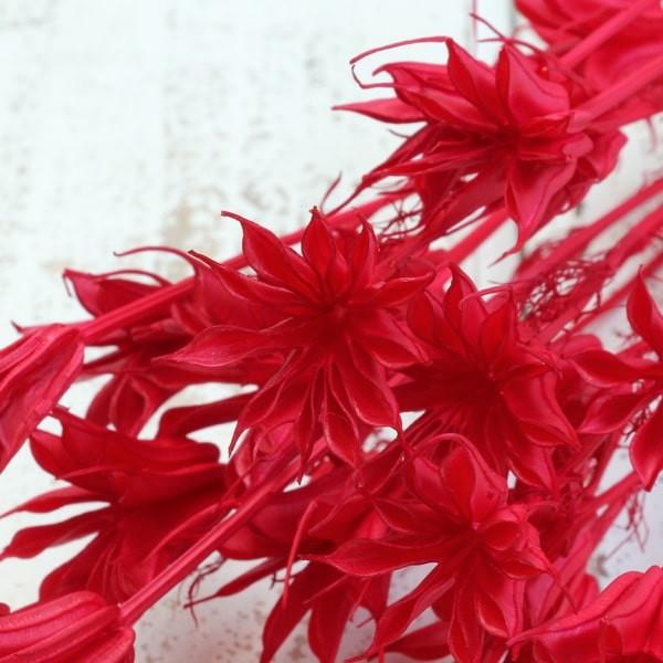 ドライフラワー 花材 即日出荷 ニゲラオリエンタリス レッド スワッグ