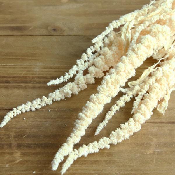 ドライフラワー 花材 即日出荷 アマランサス オフホワイト スワッグ