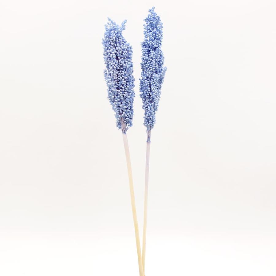 ドライフラワー 花材 即日出荷 インディアンコーン パープリッシュ 