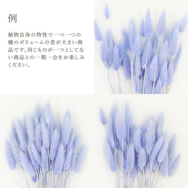 ドライフラワー 花材 即日出荷 ラグラス パープリッシュブルー 穂