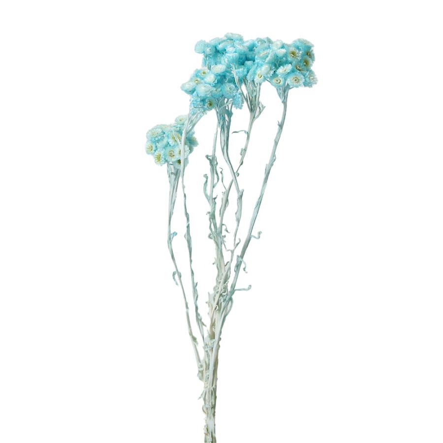 ドライフラワー 花材 即日出荷 東北花材 イモーテル 空 ドライフラワー スワッグ ブーケ ドライフラワー花束 花束 ドライフラワースワッグ 花 日本未発売