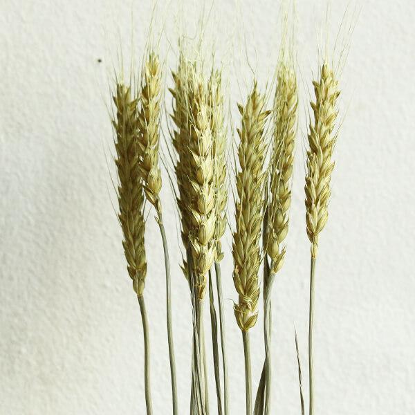 ドライフラワー素材❕スペルト小麦25本(^.^)自然栽培.:*:・'°☆ ドライフラワー素材❕スペルト小麦25本(^.^)自然栽培