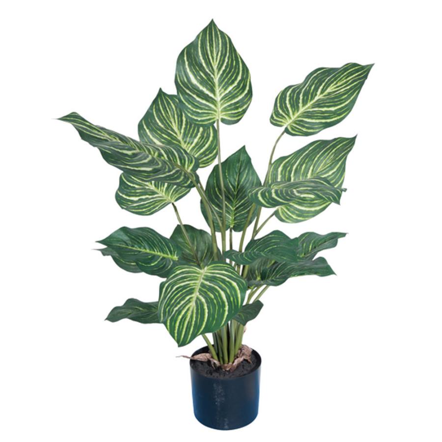 【希少】エリオシケ　ゾリラエンシス　KP-2180 希少】エリオシケ ゾリラエンシス KP-2180 Eriosyce