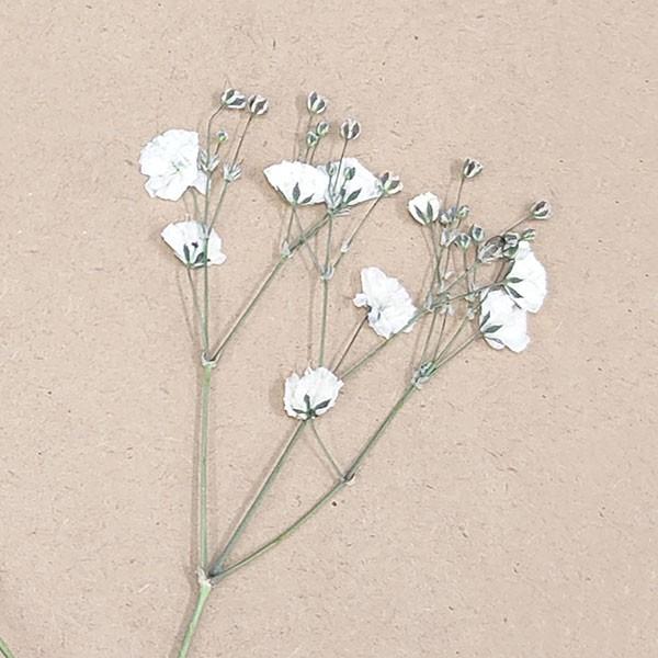 ドライフラワー 即日出荷 大和フラワー 特価 押し花 かすみ草 白 ドライ 自然素材 ナチュラルドライフラワー インテリア プリ プリザ Ymt D 03 造花ドライフラワー専門問屋花びし 通販 Yahoo ショッピング