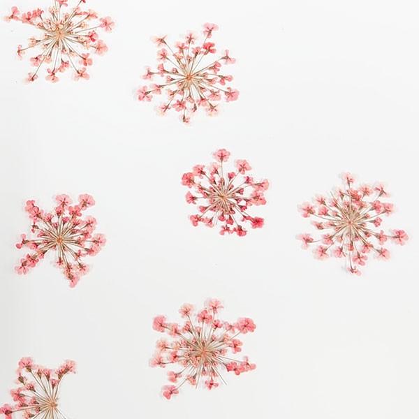 最大49 Offクーポン ドライフラワー 即日出荷 大和フラワー 特価 押し花 レースフラワー レッド 花材 花 パーツ Wantannas Go Id