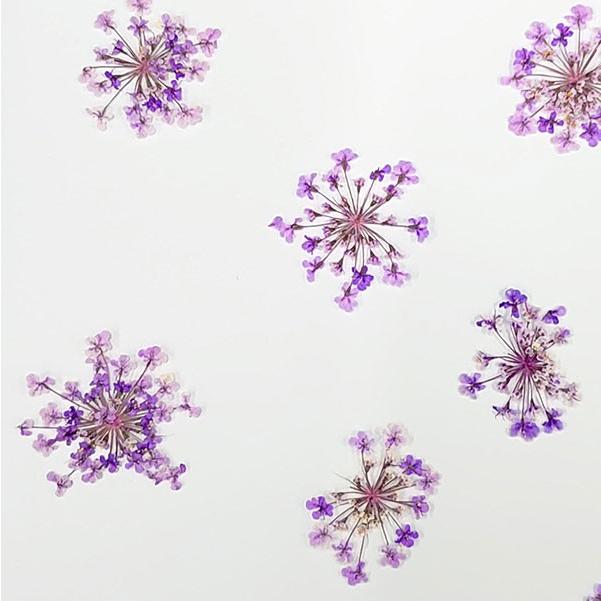 ドライフラワー 即日出荷 大和フラワー 特価 押し花 レースフラワー パープル Ymt Y 05 造花ドライフラワー専門問屋花びし 通販 Yahoo ショッピング