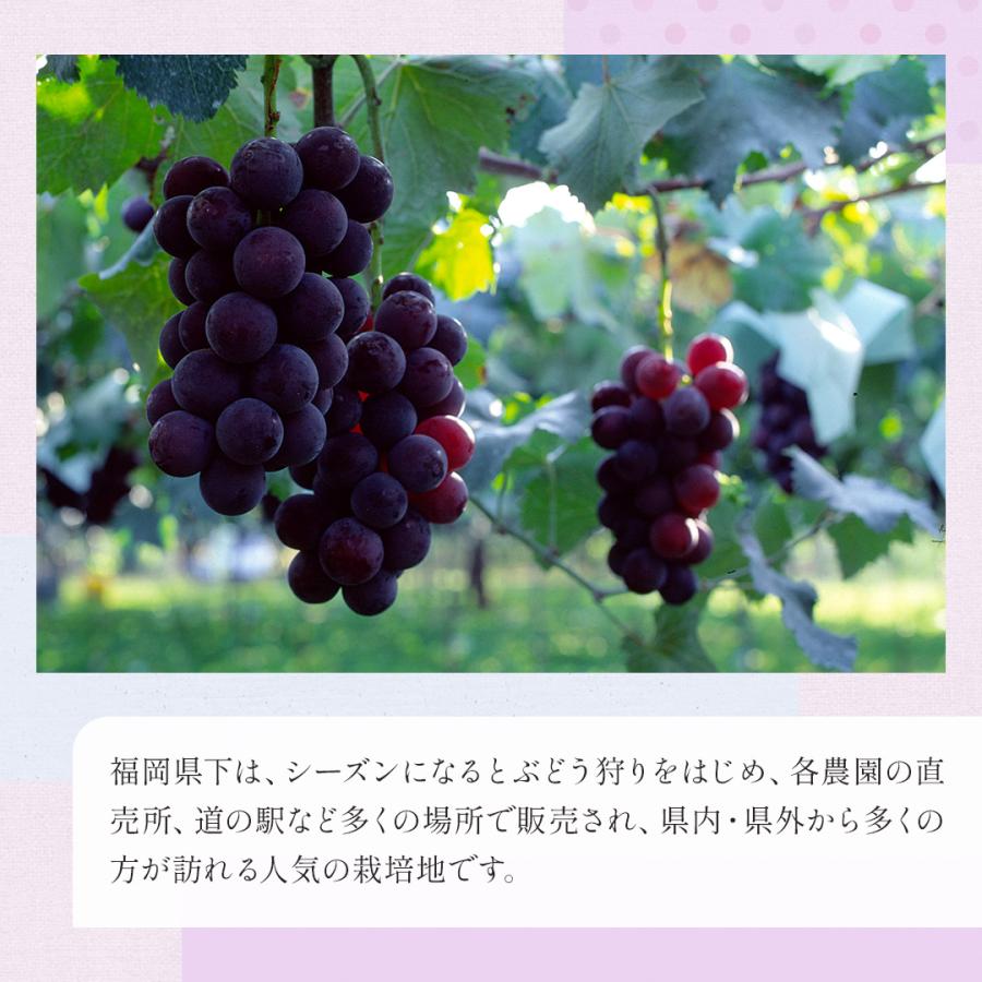 八ちゃん堂 冷凍 【 巨峰 1.2kg(400g×3袋) 】 送料無料 ブドウ ぶどう