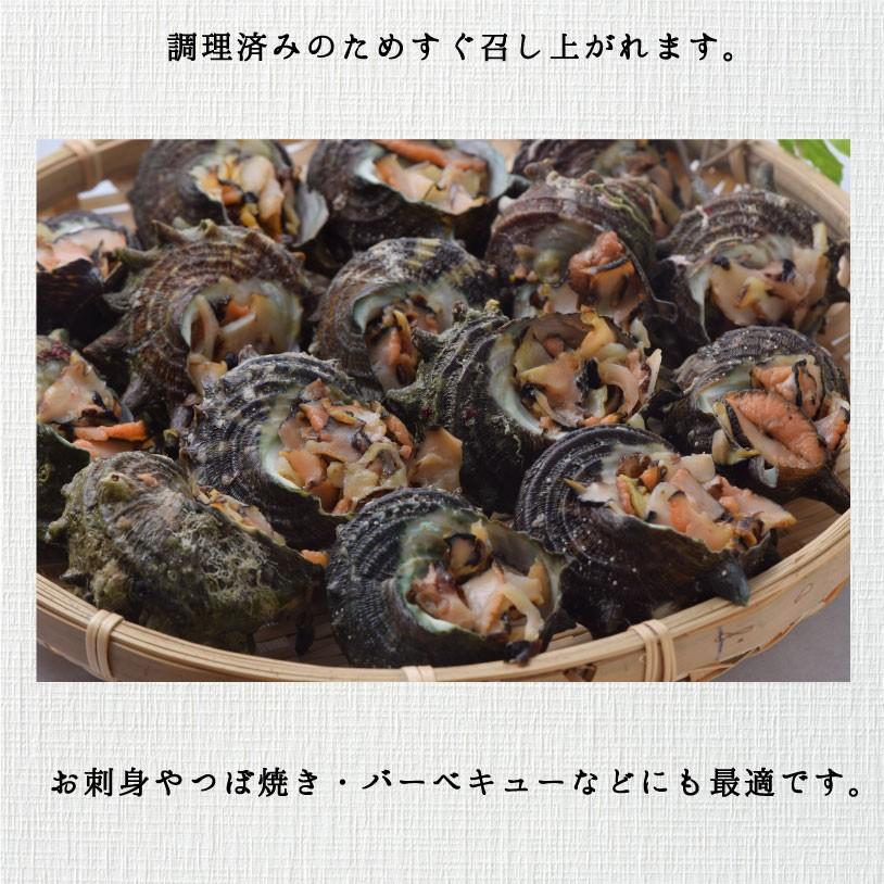 長崎産お刺身サザエ 15粒 さざえ 調理済み お刺身 つぼ焼き 長崎産お刺身サザエ 15粒 さざえ 調理済み お刺身 つぼ焼き