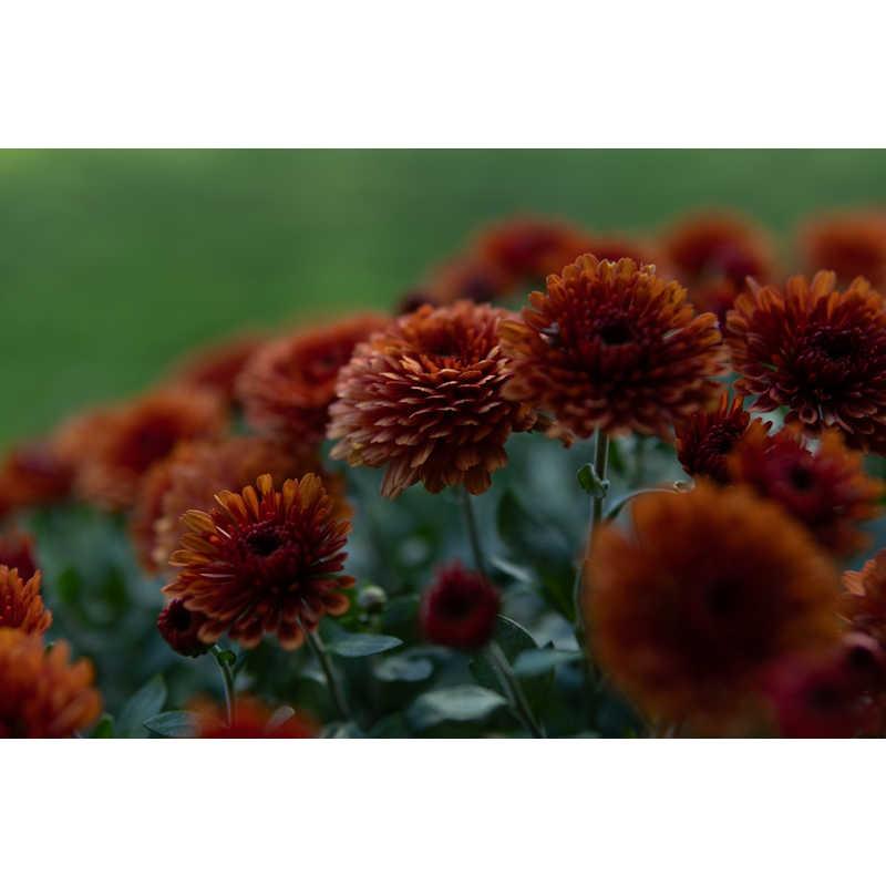 シグマ 30mm F1.4 DC DN Contemporary ［キヤノンRF/単焦点レンズ