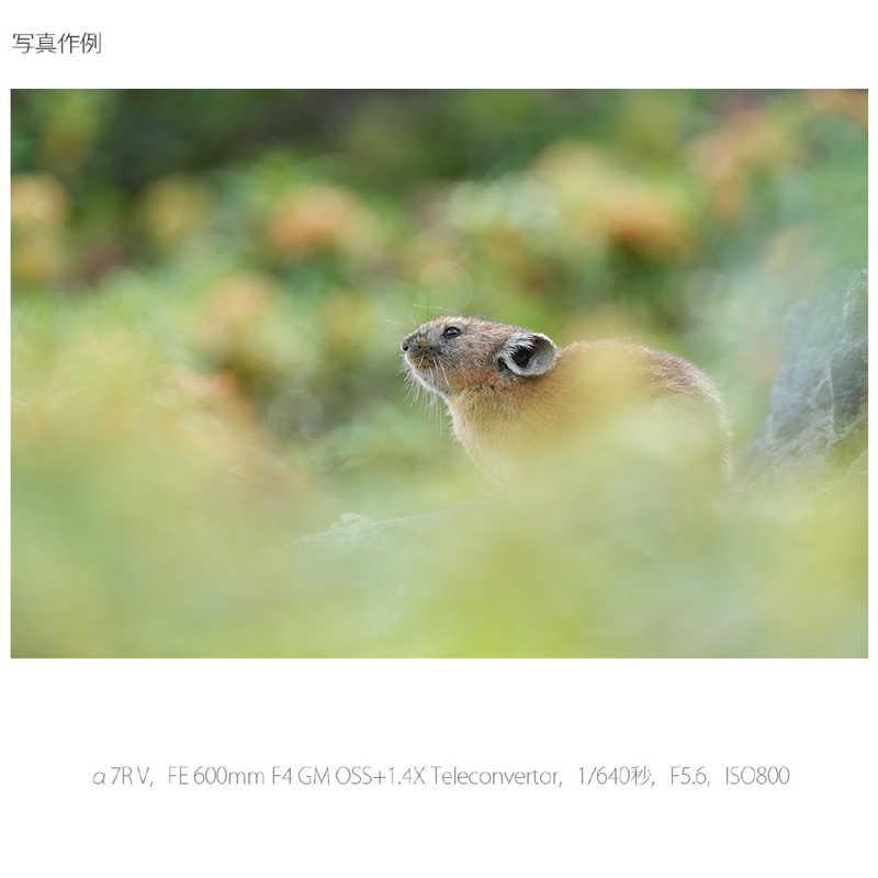 SONY（ソニー） α7R V ミラーレス一眼カメラ (ボディ単体) α7RV ボディ