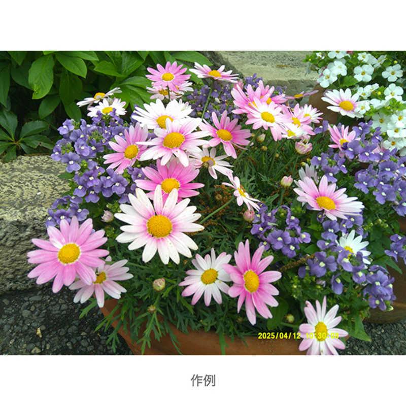 アイワ　AIWA　aiwa cam DCB コンパクトデジタルカメラ ライトブロンズ　JA4-DCM0001-LB_16