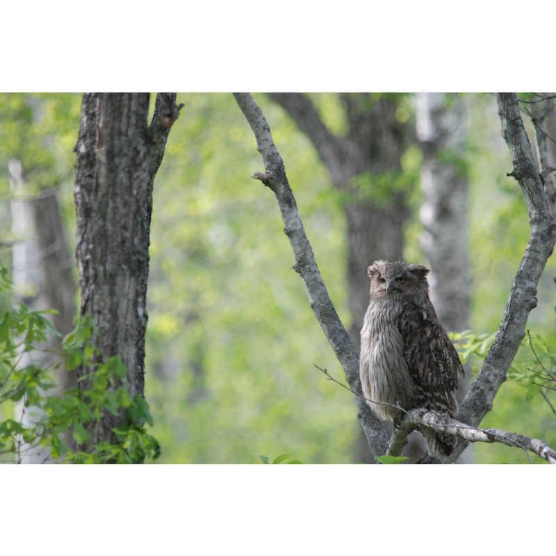 RHYTHM リズム 日本野鳥の会 四季の野鳥 報時掛時計409 8MN409SR06